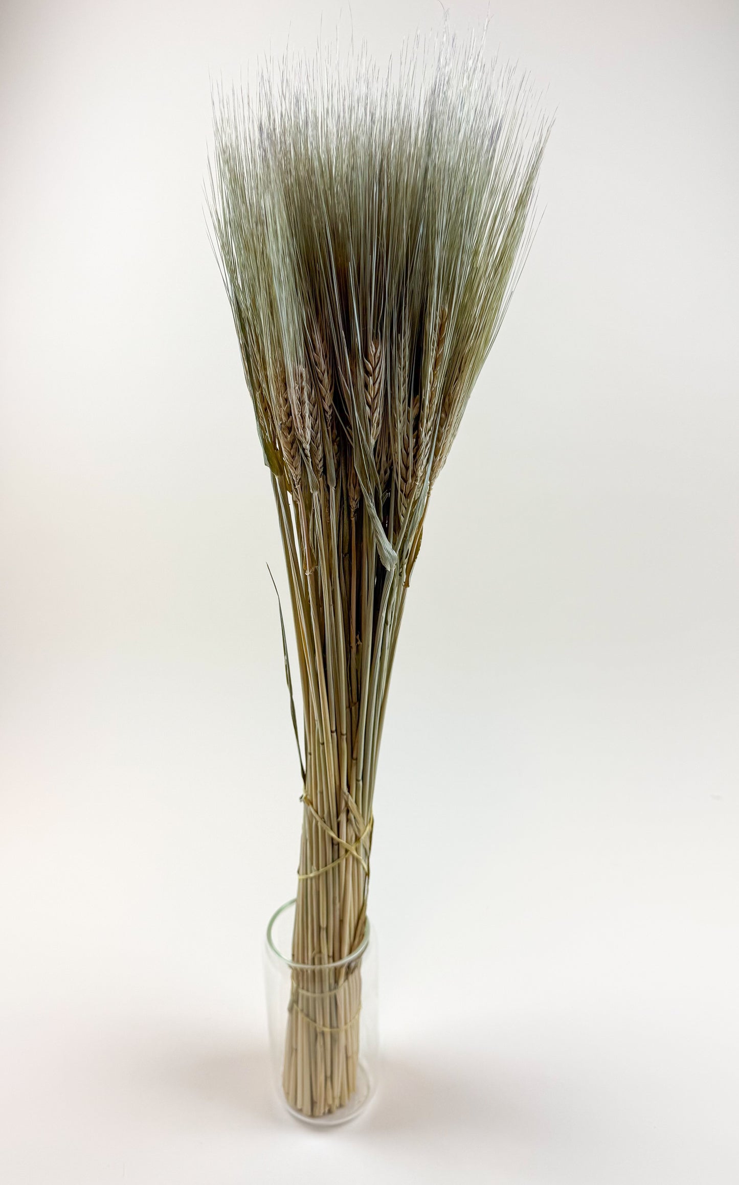 Natural Dried 6-Row Barley – Decorative Floral Stems