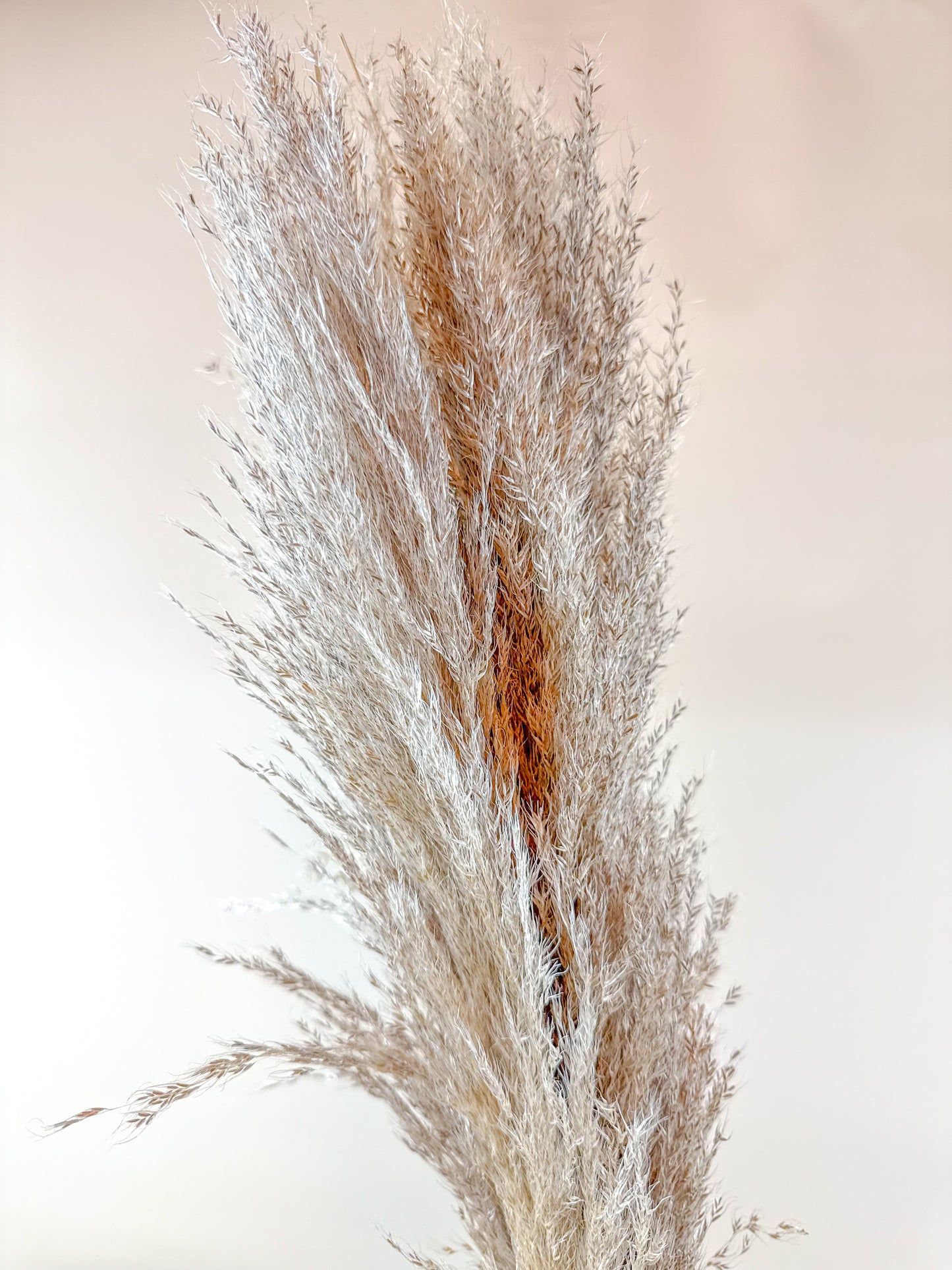 Pampas Grass (5 Stem) – Natural Dried Grass for Décor