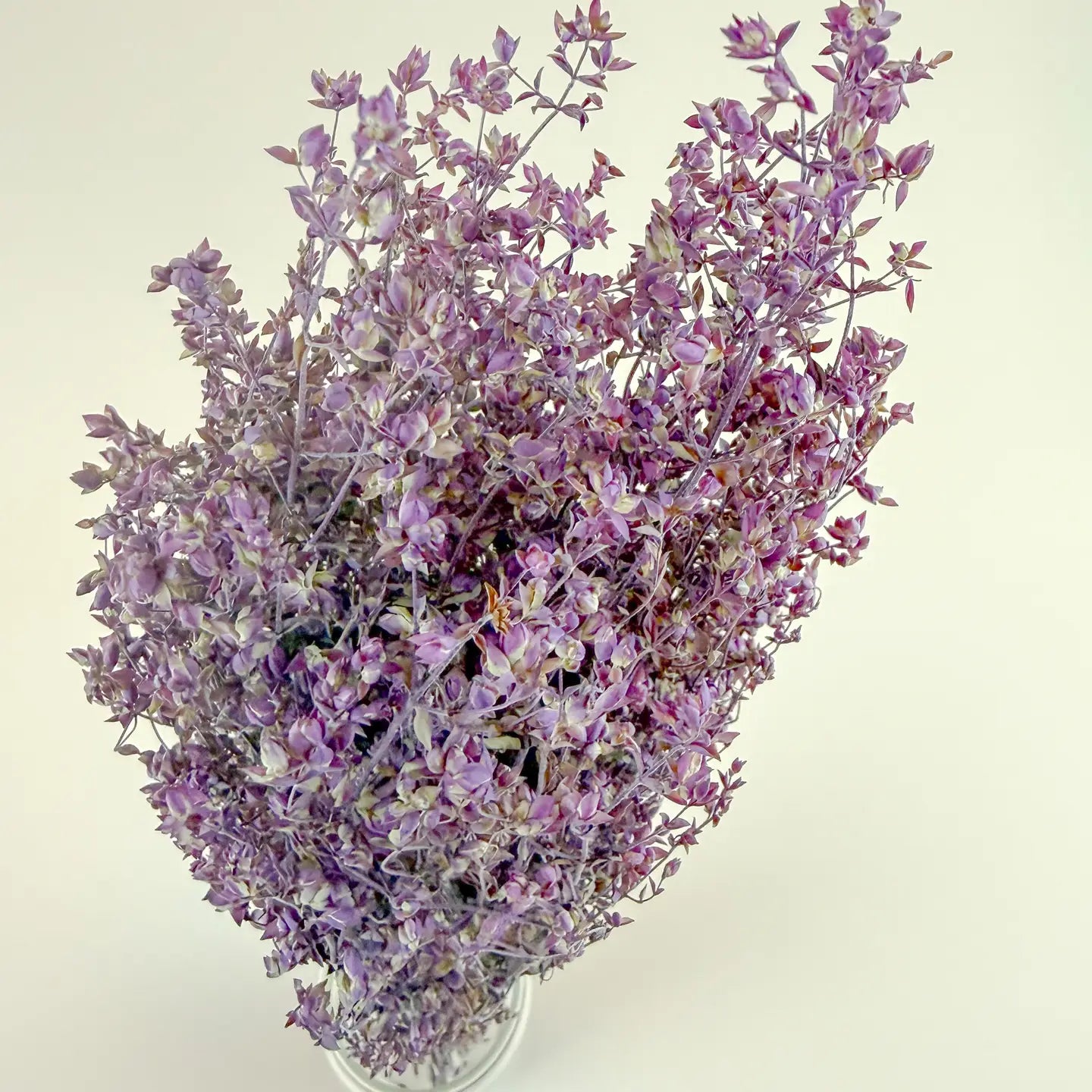 Santa Cruz Oregano – Purple, Naturally Dried Floral Herb