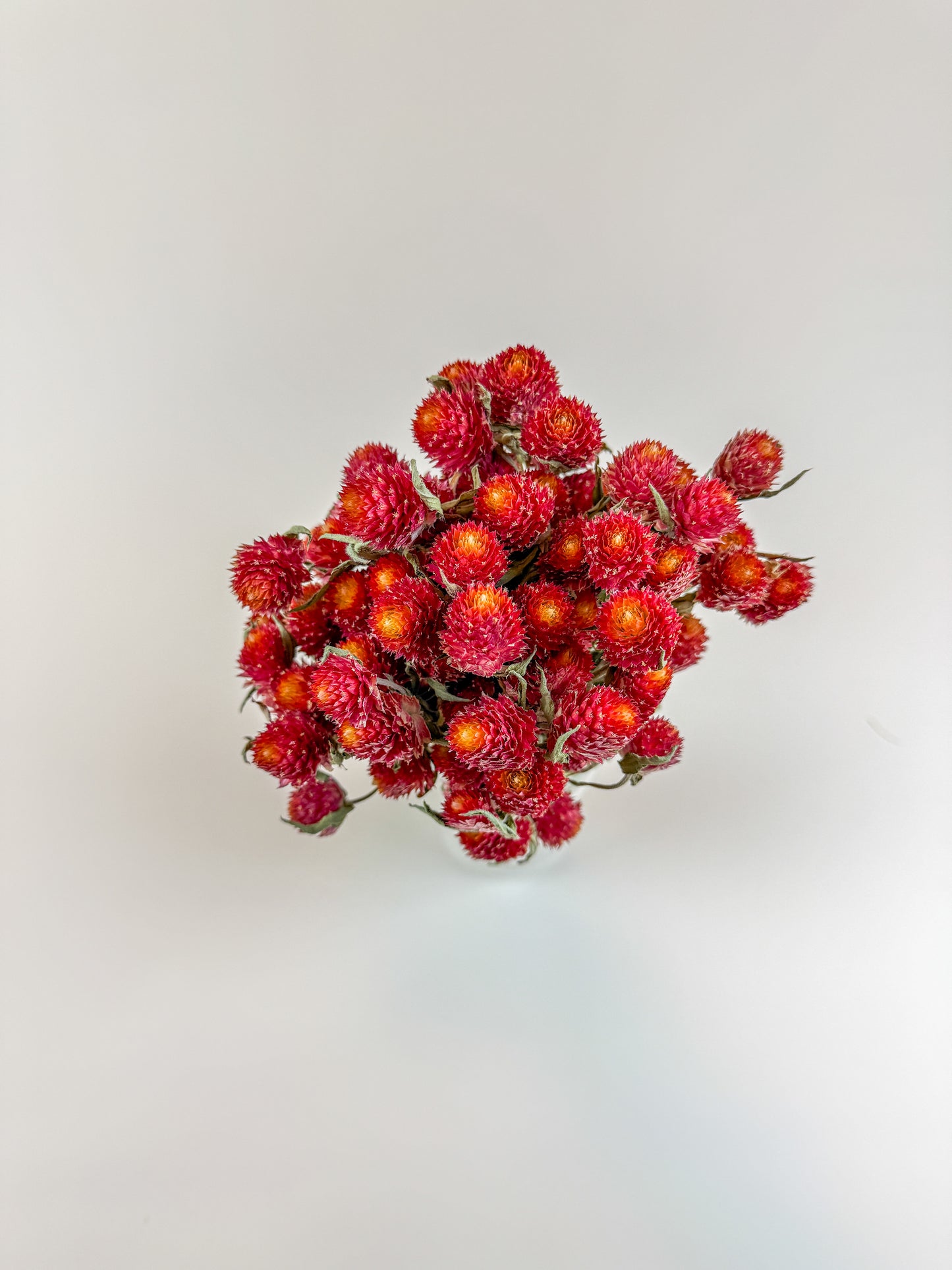 Red Globe Amaranth - Naturally Dried Flowers