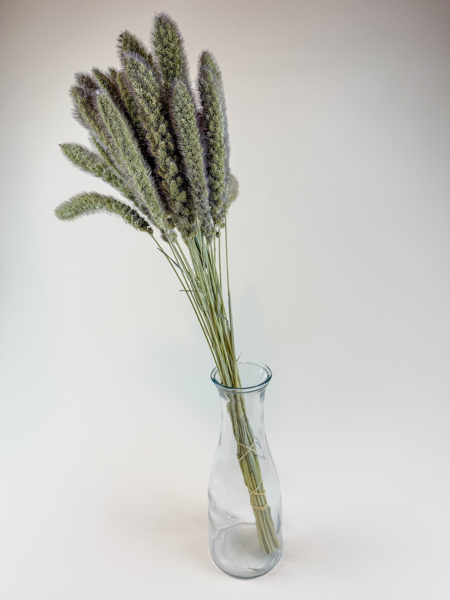 German Millet – Natural Dried Millet Stems for Floral Design