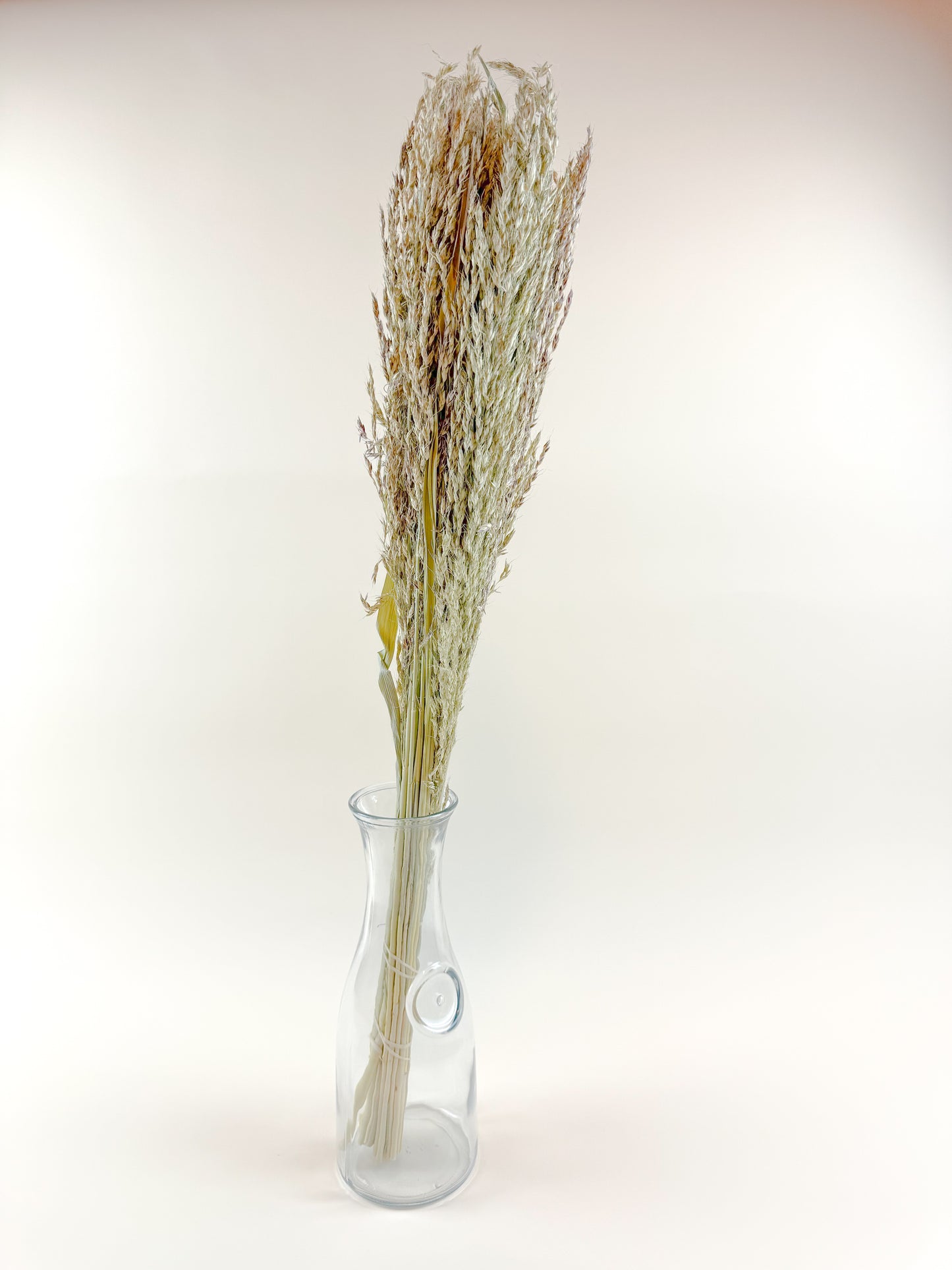 Sudan Grass – Natural Dried Stalks for Rustic Décor