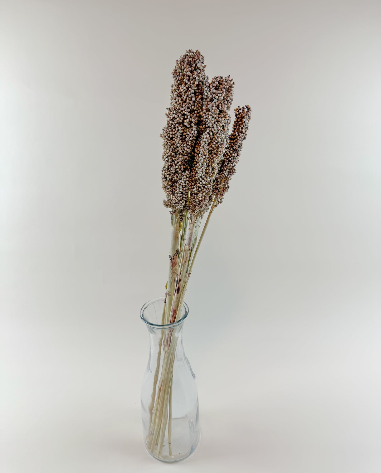Pinto Berries – Natural Dried Berries for Floral Arrangement