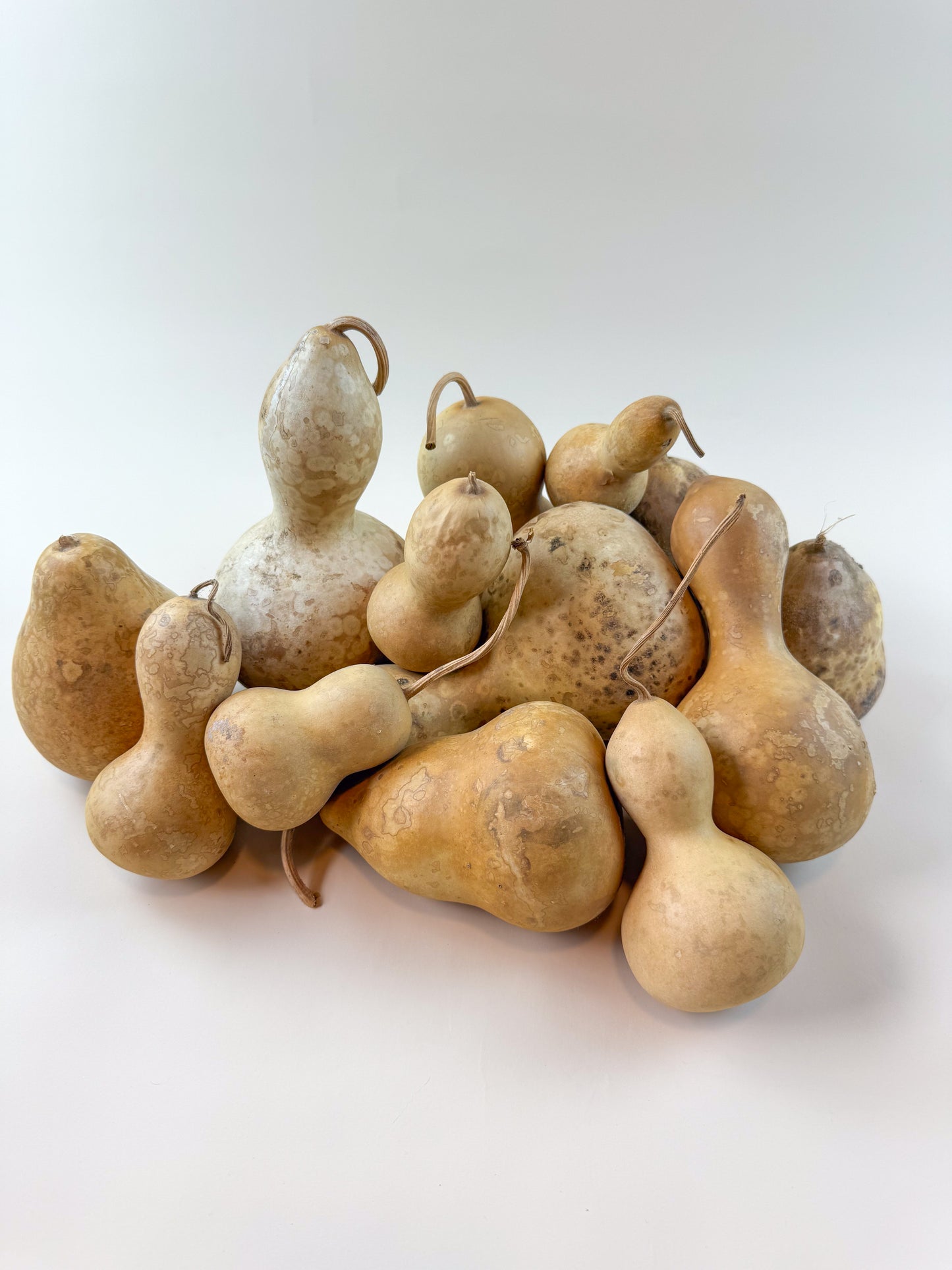 Naturally Dried Gourds – Pear Shaped (12 Count)