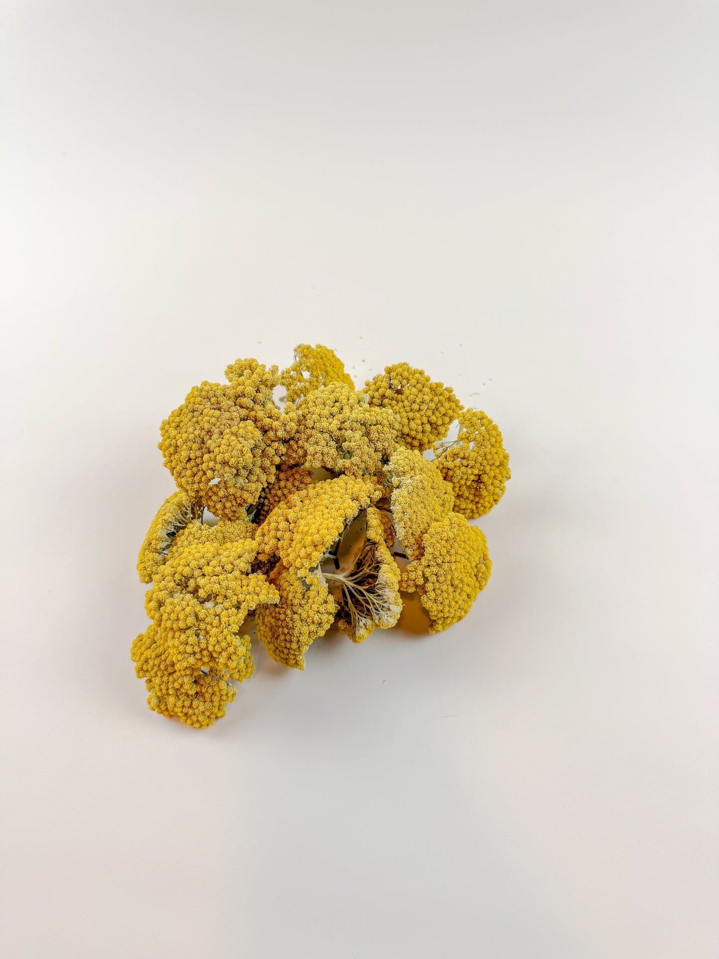 Yarrow Heads – Naturally Dried (1 lb)