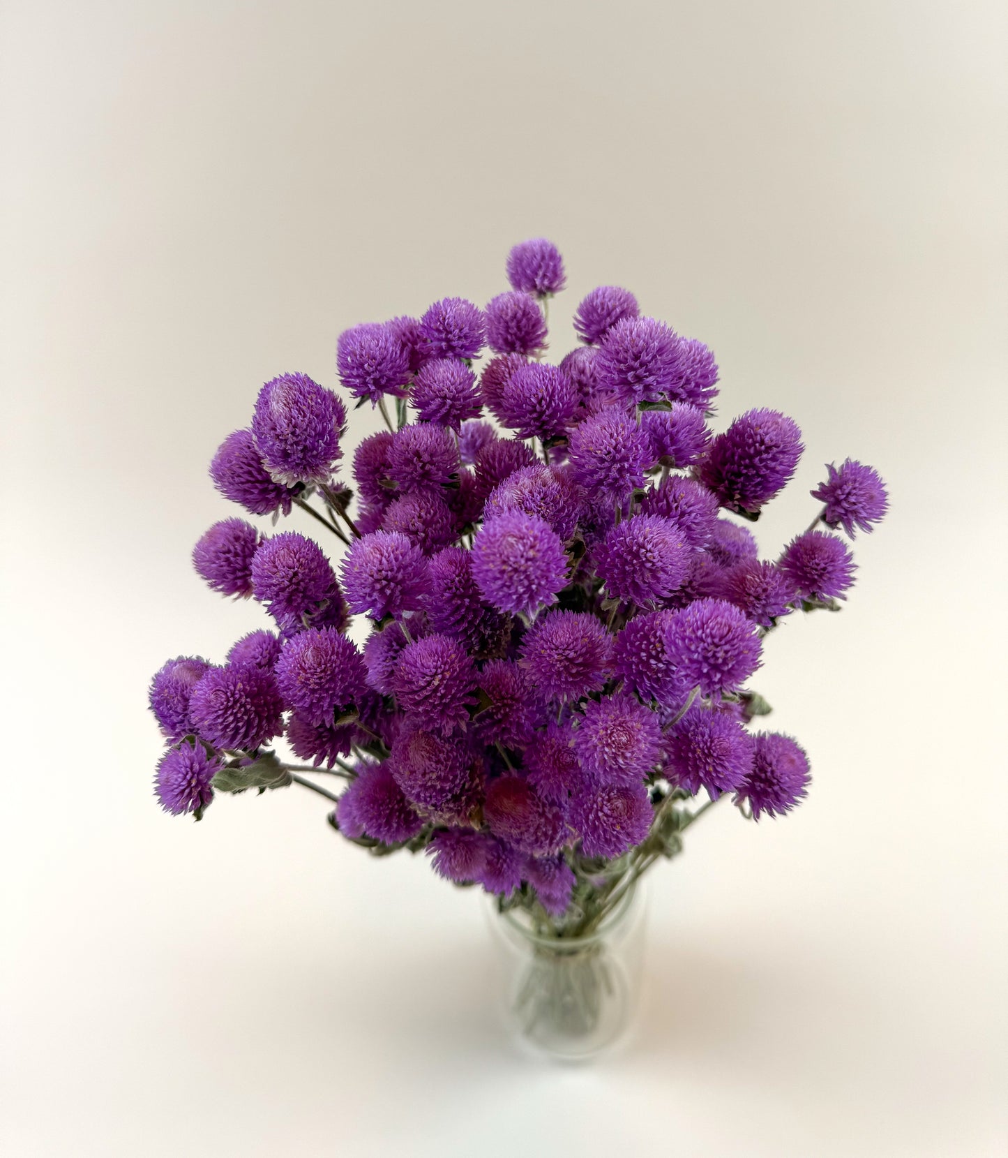 Raspberries and Cream Globe Amaranth – Natural Dried Flowers