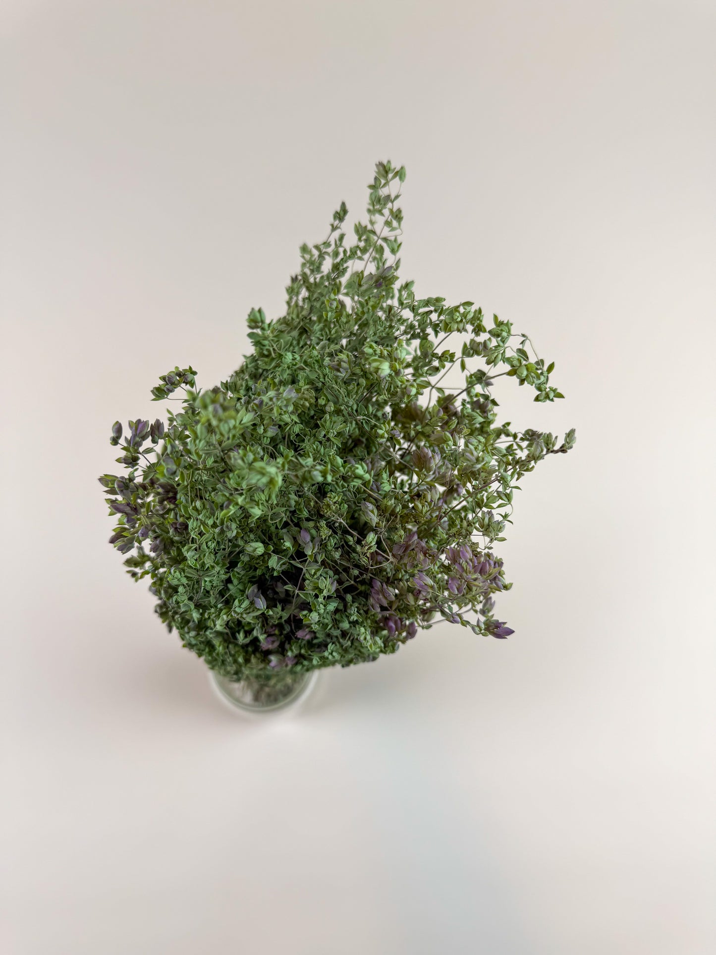 Santa Cruz Oregano – Green, Naturally Dried Floral Herb