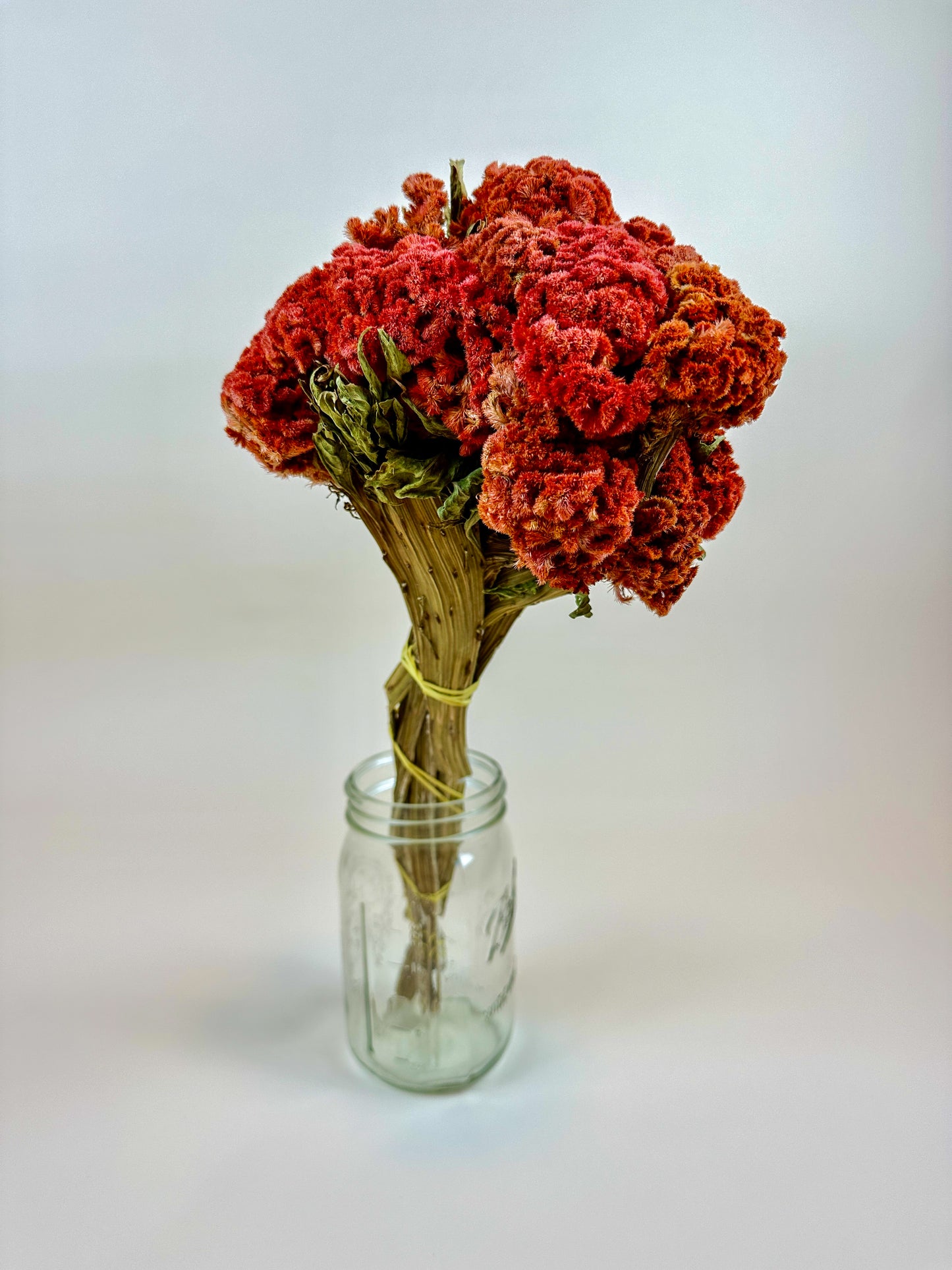 Coxcomb (Celosia) – Autumn Collection