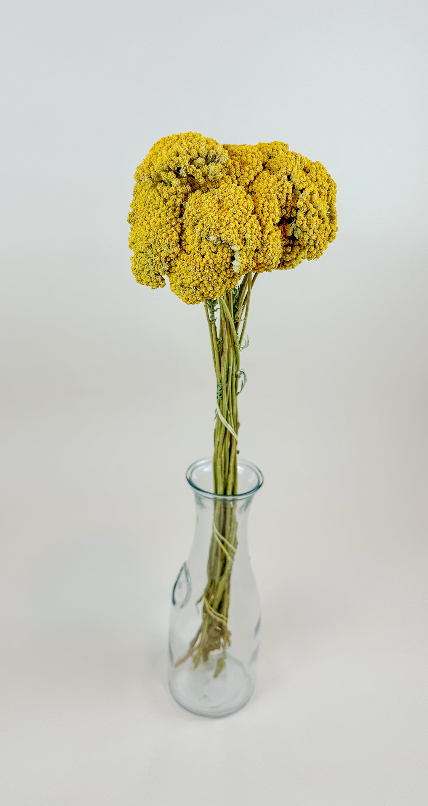 Yellow Yarrow (Golden Achillea) – Naturally Dried (20 Stems)