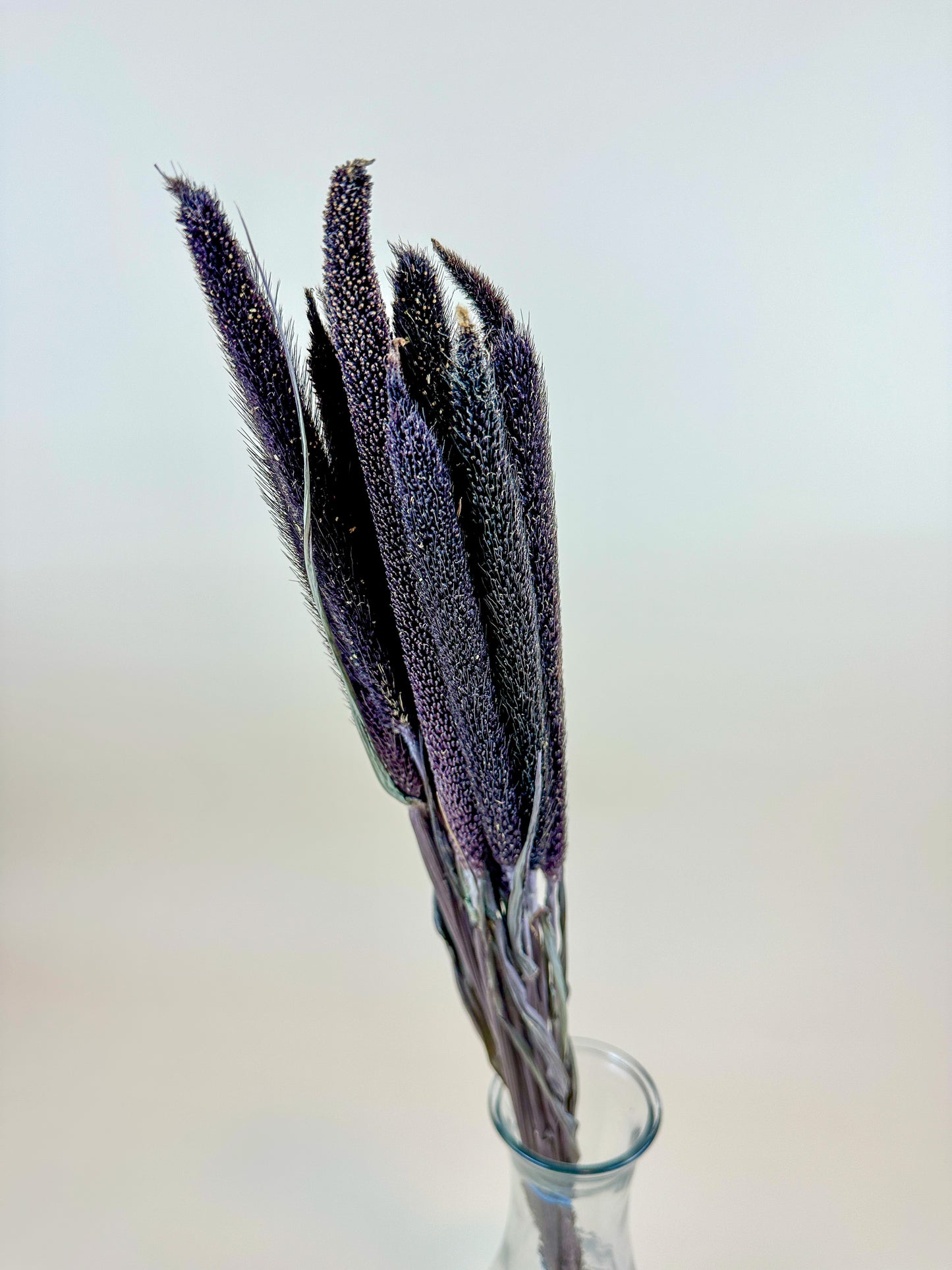 Purple Majesty Millet – Naturally Dried (12 Stem)