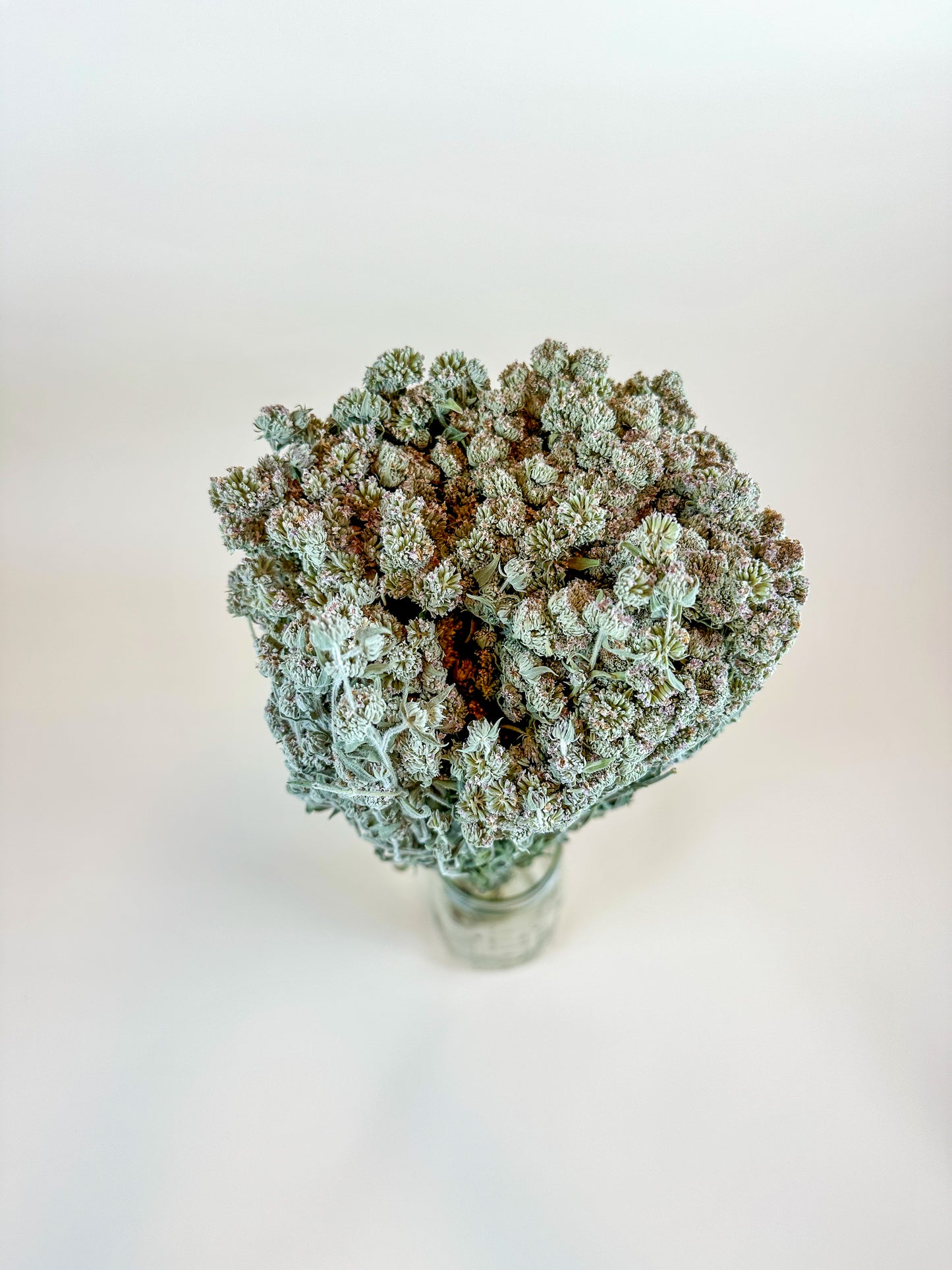 Mountain Mint – Naturally Air-Dried