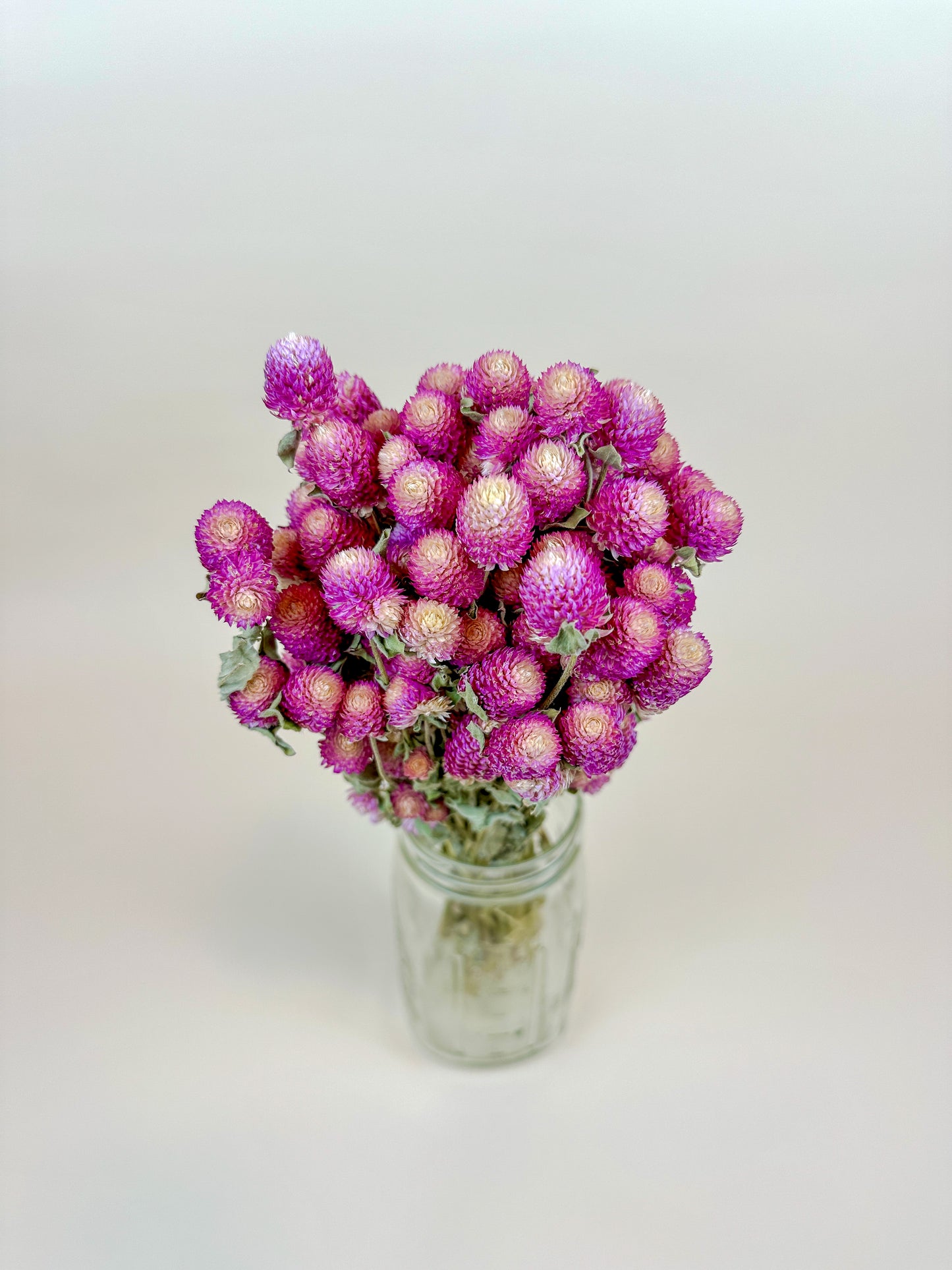 Bi-Color Globe Amaranth – Vibrant Pink & White Blooms