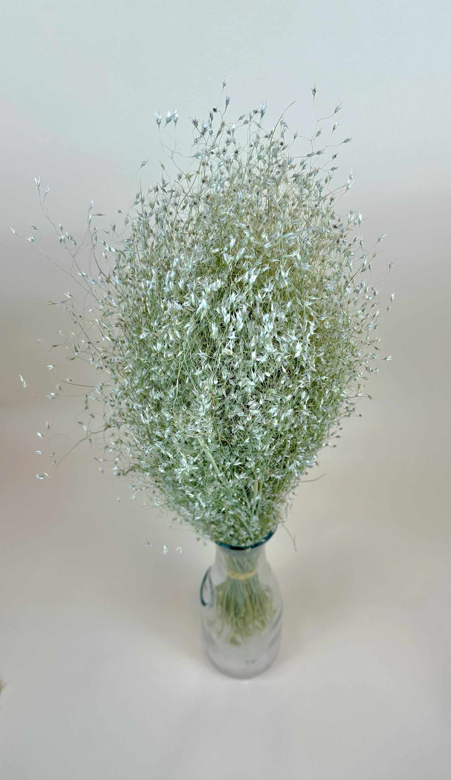 Indian Rice Grass – Naturally Dried