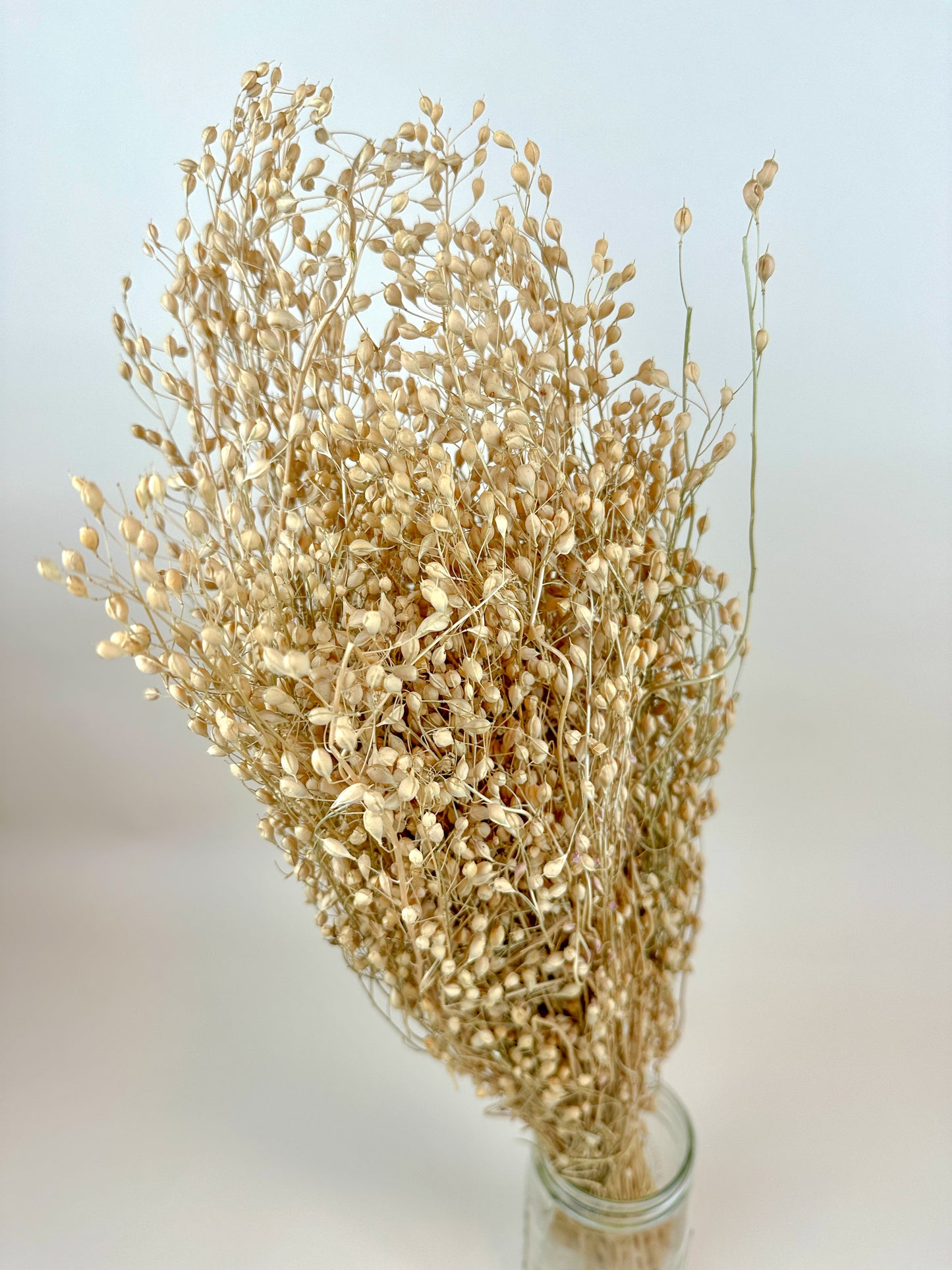 Linium – Naturally Dried Seed Pods