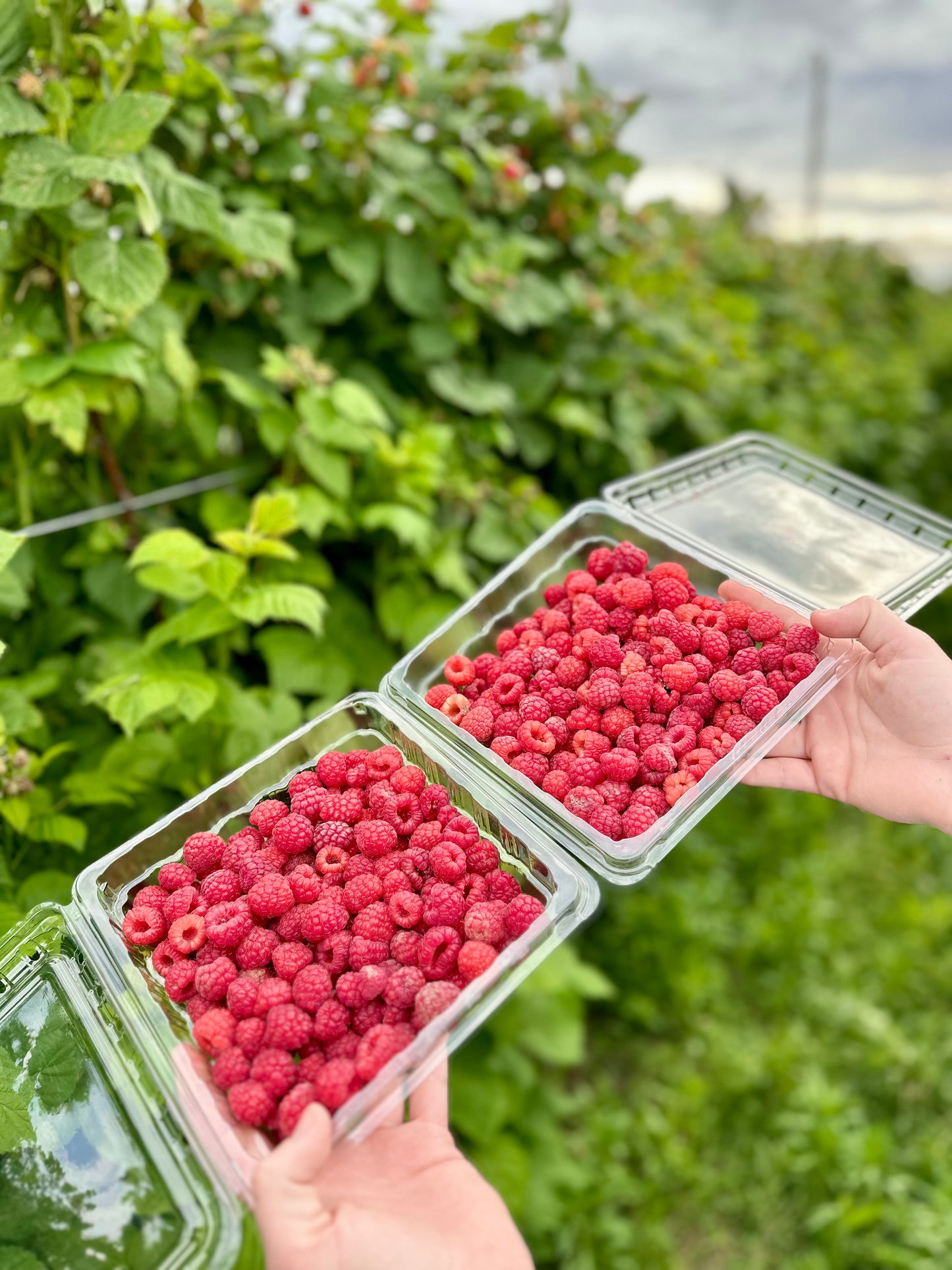 Raspberries