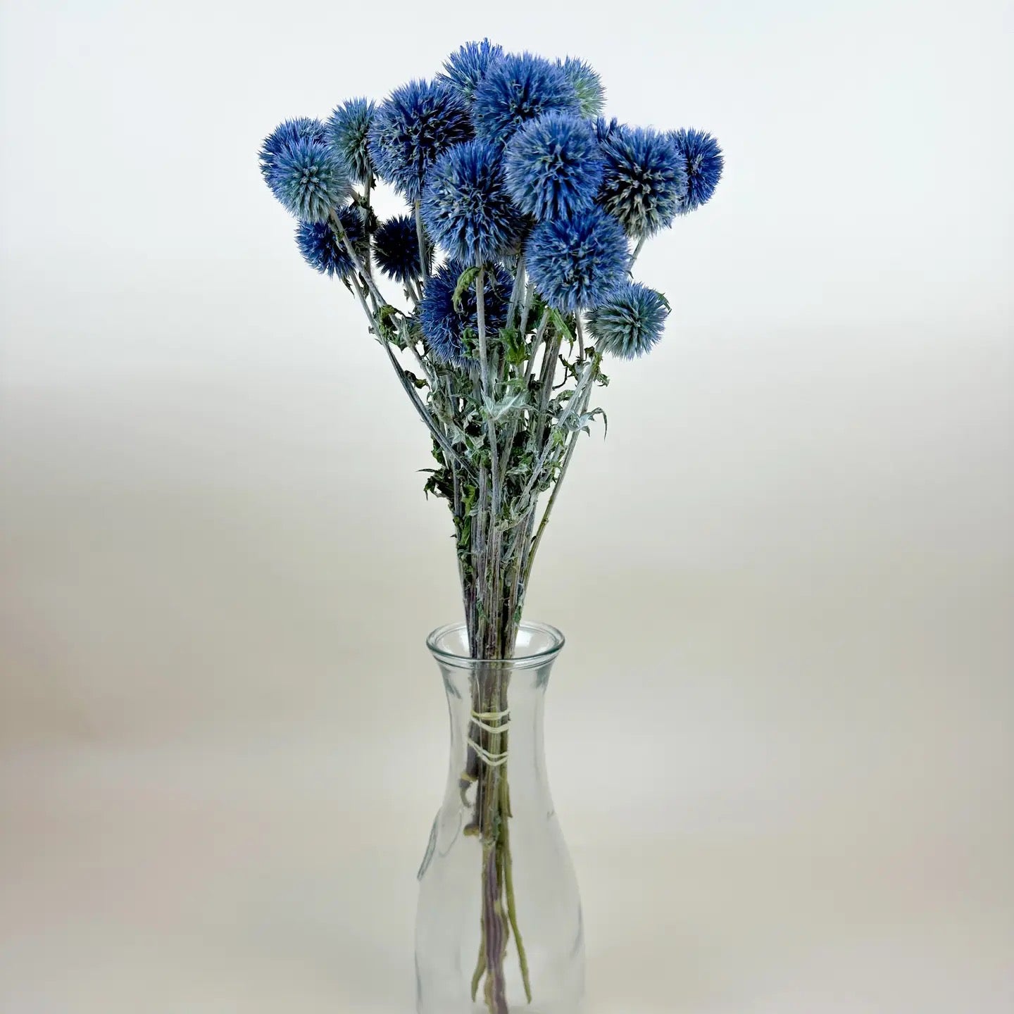 Globe Thistle (Echinops) – Natural Blue, Air-Dried