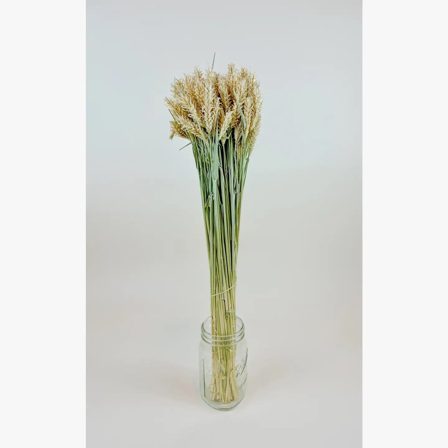 Barley - Hooked Awns Naturally Dried Green & Tan Stems