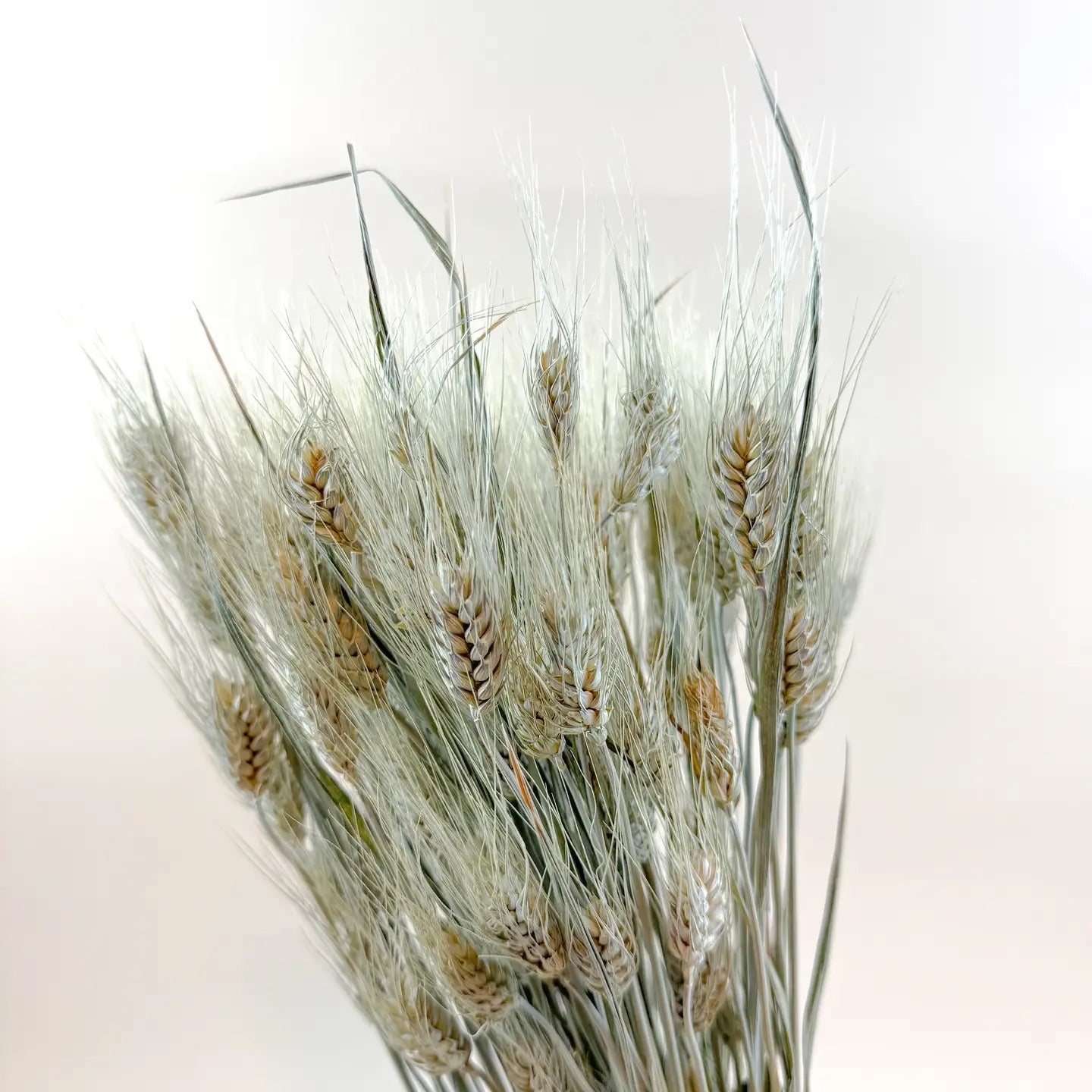 Club Wheat – Natural Dried Wheat for Floral Décor