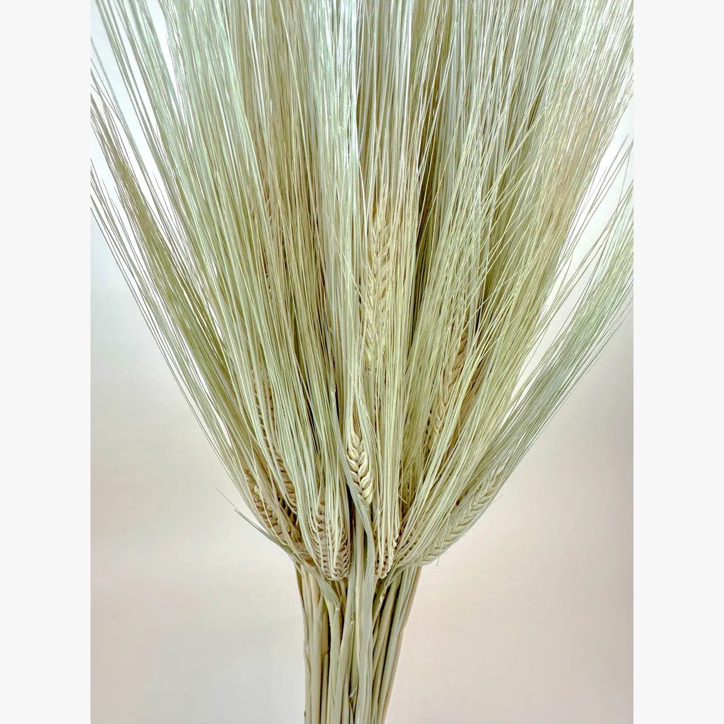 Bearded Triticale Wheat – Naturally Dried Decorative Grass