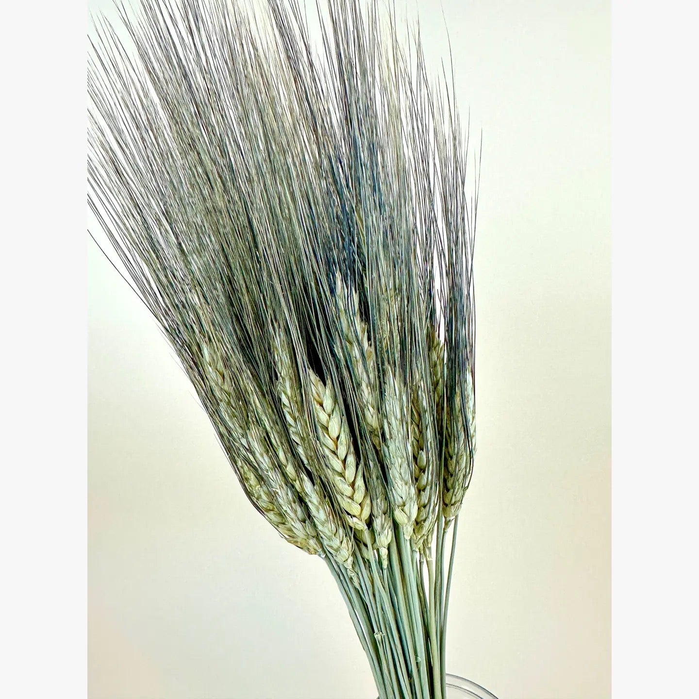 Black Bearded Wheat – Naturally Dried Wheat for Floral Décor