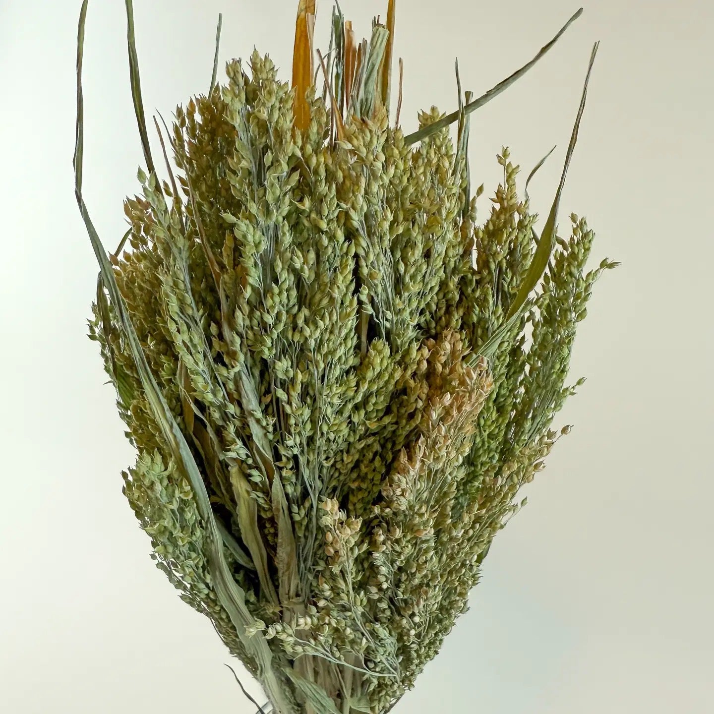 Canary Grass – Natural Dried Grass for Floral Arrangements