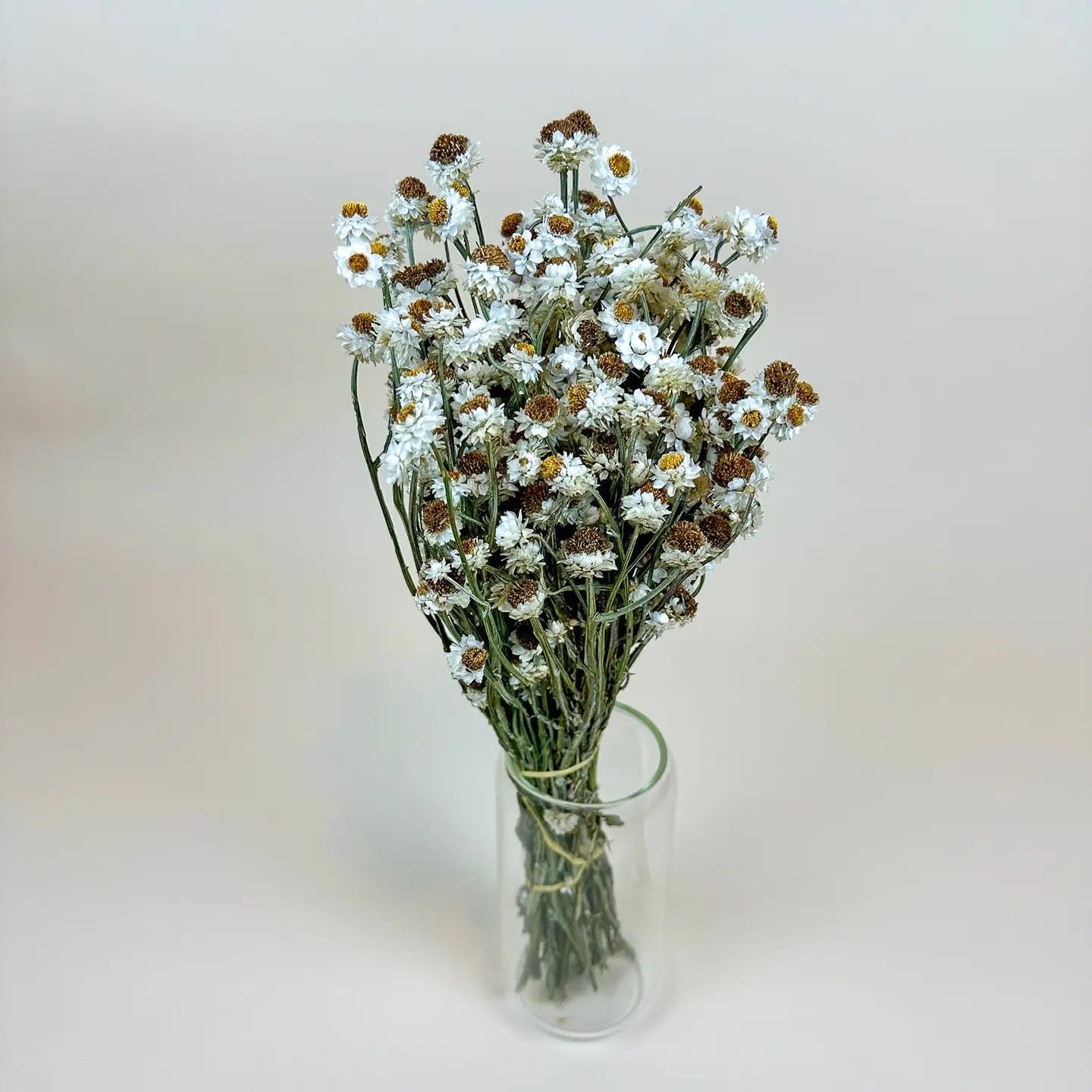 Ammobium – Delicate White Dried Flowers