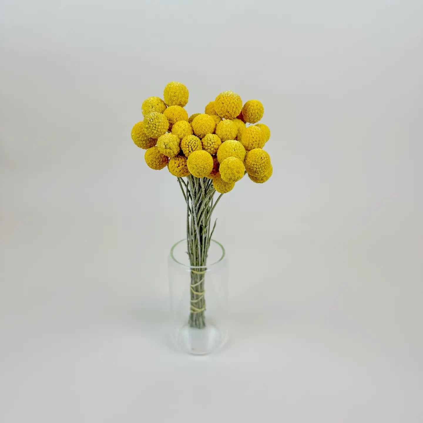 Craspedia (Drumstick Flower) – Naturally Air-Dried