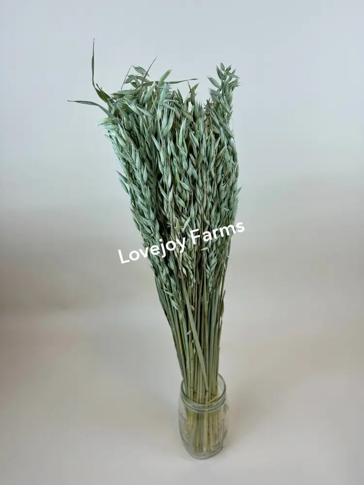 Dried Avena (Oats) Dried Grains - Ornamental