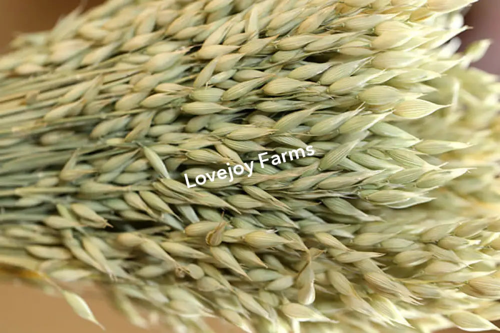 Dried Avena (Oats) Dried Grains - Ornamental