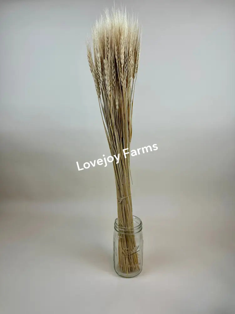 Dried Blonde Wheat Dried Grains - Ornamental