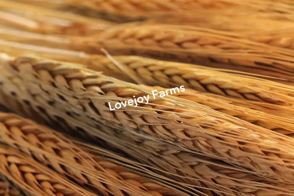 Dried Blonde Wheat Dried Grains - Ornamental