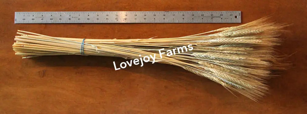 Dried Blonde Wheat Dried Grains - Ornamental