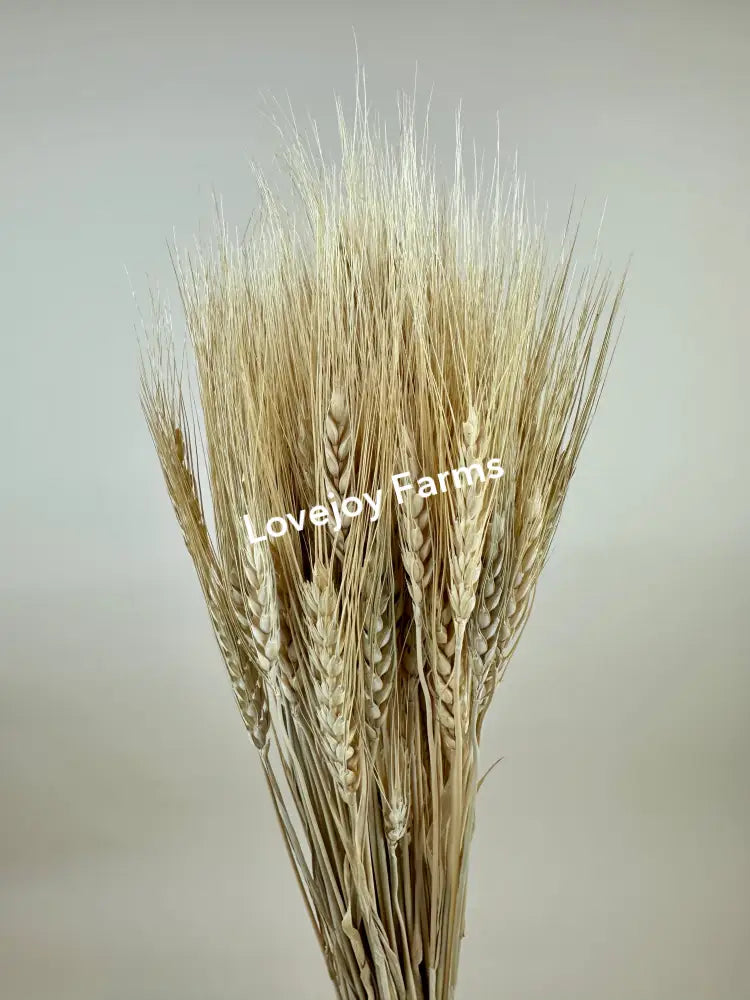 Dried Blonde Wheat Dried Grains - Ornamental