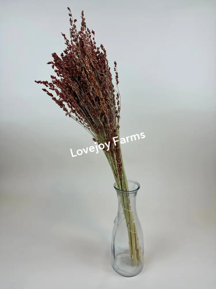Dried Broom Corn Dried Grains - Ornamental