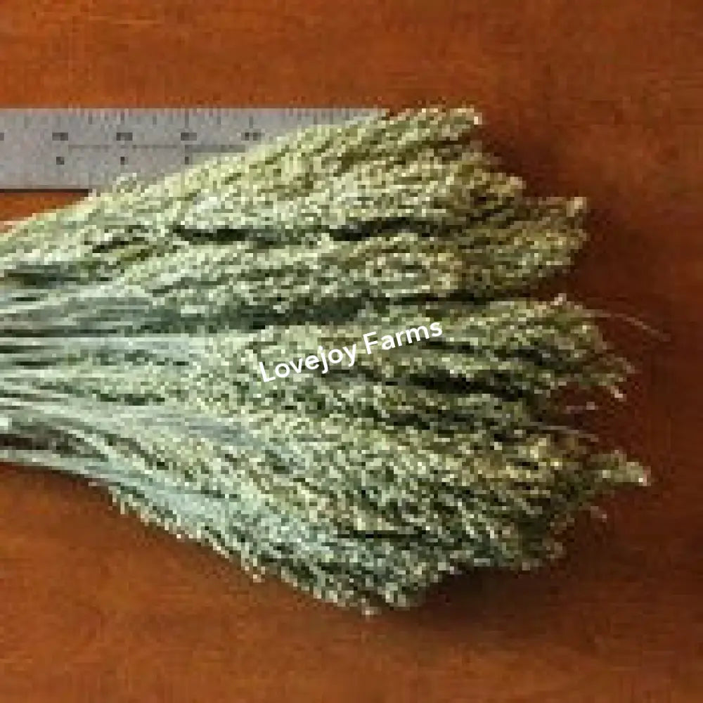 Dried Canary Grass Dried Grasses - Ornamental