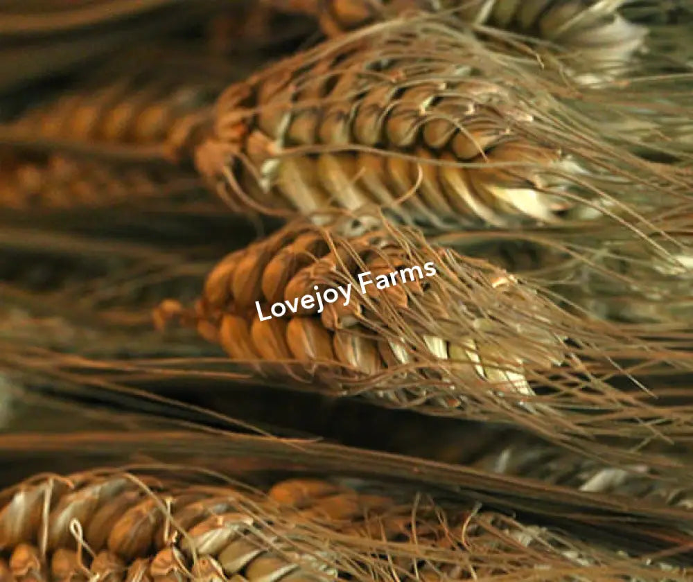 Dried Club Wheat Dried Grains - Ornamental