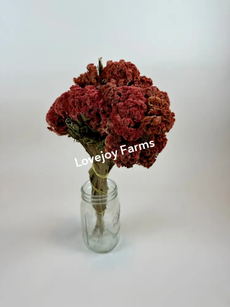 A bouquet of Dried Coxcomb (Celosia) - Autumn by Lovejoy Farms, featuring vibrant red wool-like blooms, is elegantly placed in a clear glass mason jar against a plain white background.
