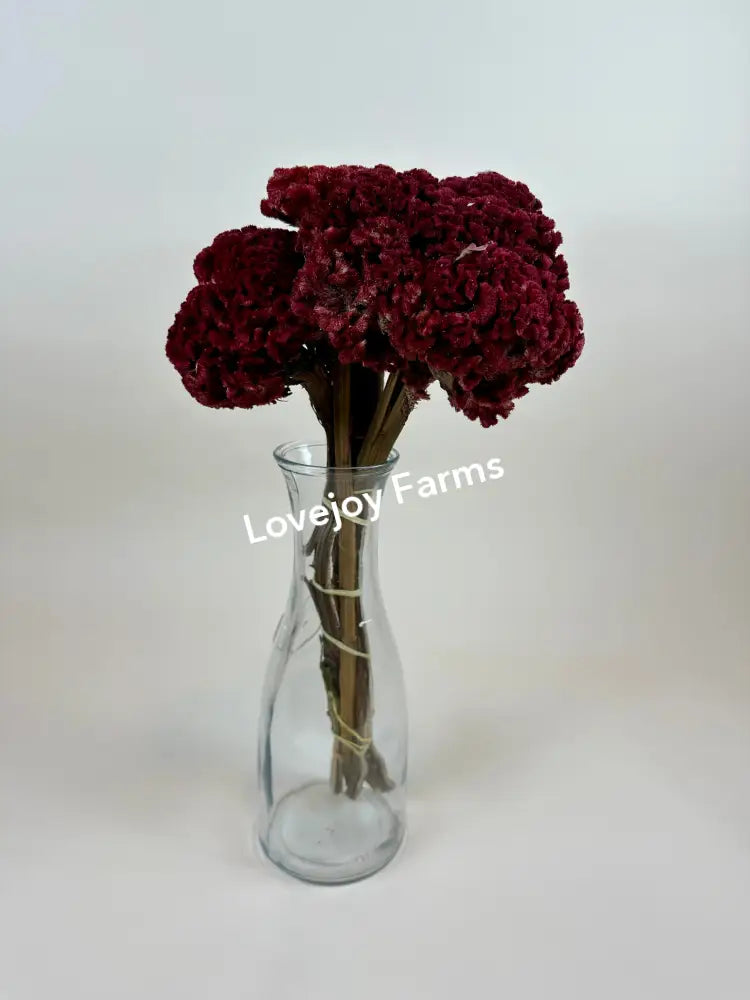 Dried Coxcomb (Celosia) – Red Dried Flowers