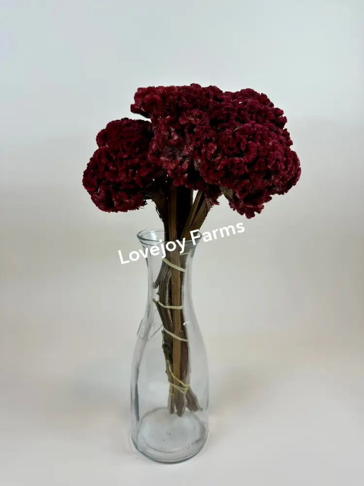Dried Coxcomb (Celosia) – Red Dried Flowers
