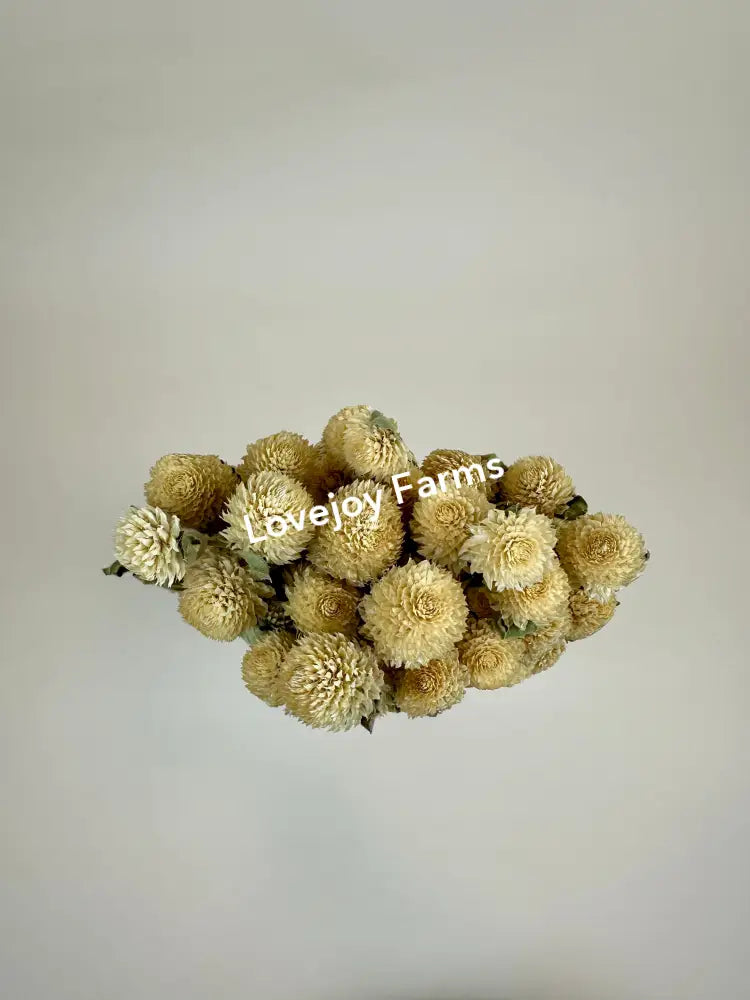 Dried Globe Amaranth (Cream) Dried Flowers