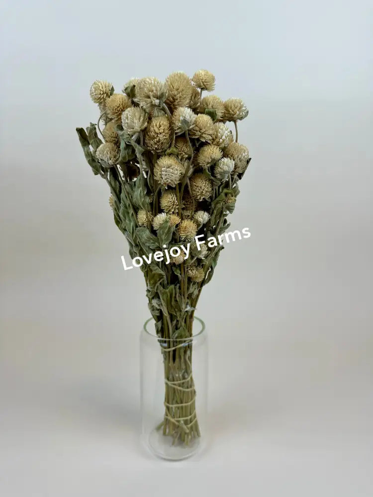 Dried Globe Amaranth (Cream) Dried Flowers