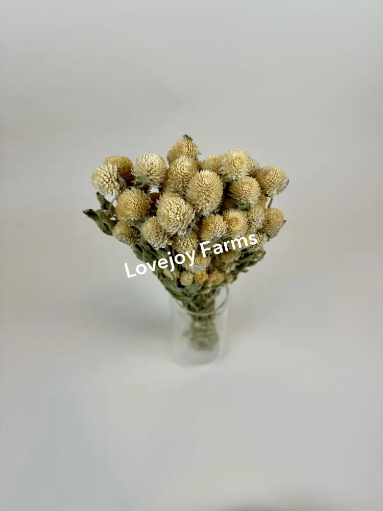 Dried Globe Amaranth (Cream) Dried Flowers