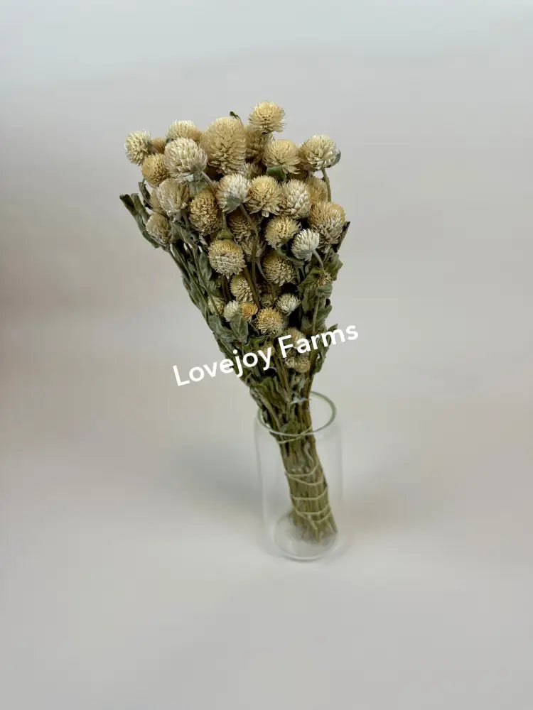 Dried Globe Amaranth (Cream) Dried Flowers
