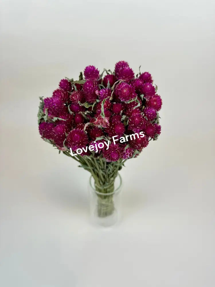 Dried Globe Amaranth (Hot Pink) Dried Flowers