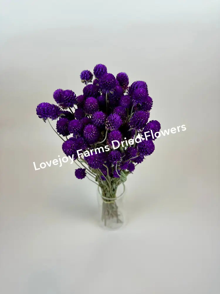 Dried Globe Amaranth (Purple) Dried Flowers