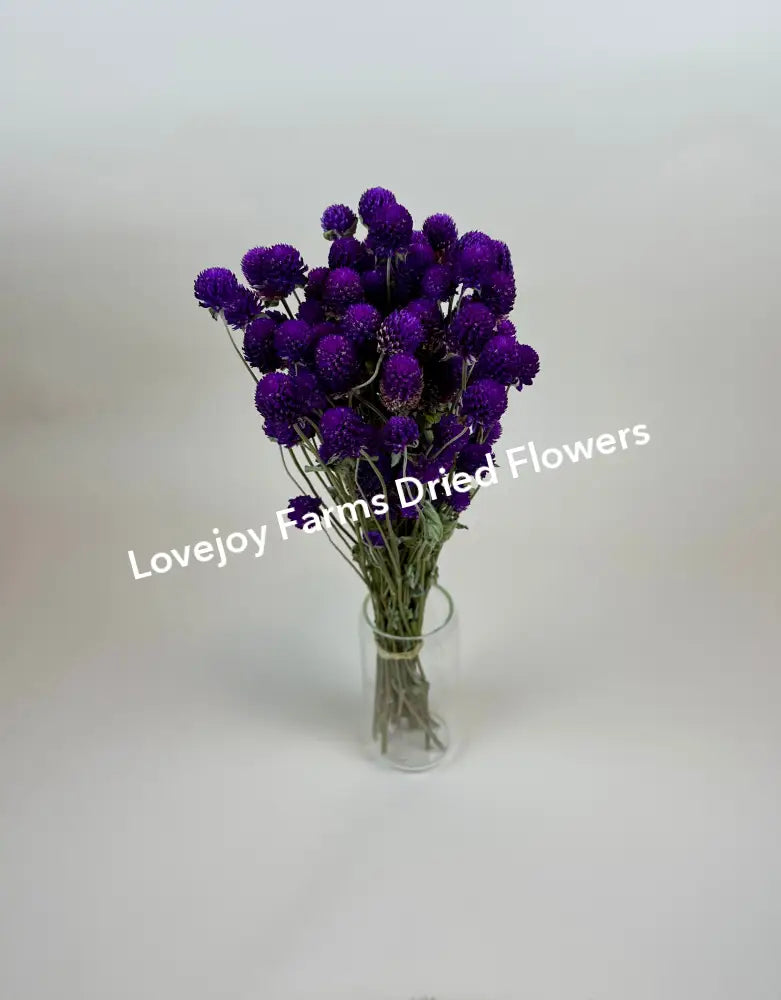 Dried Globe Amaranth (Purple) Dried Flowers