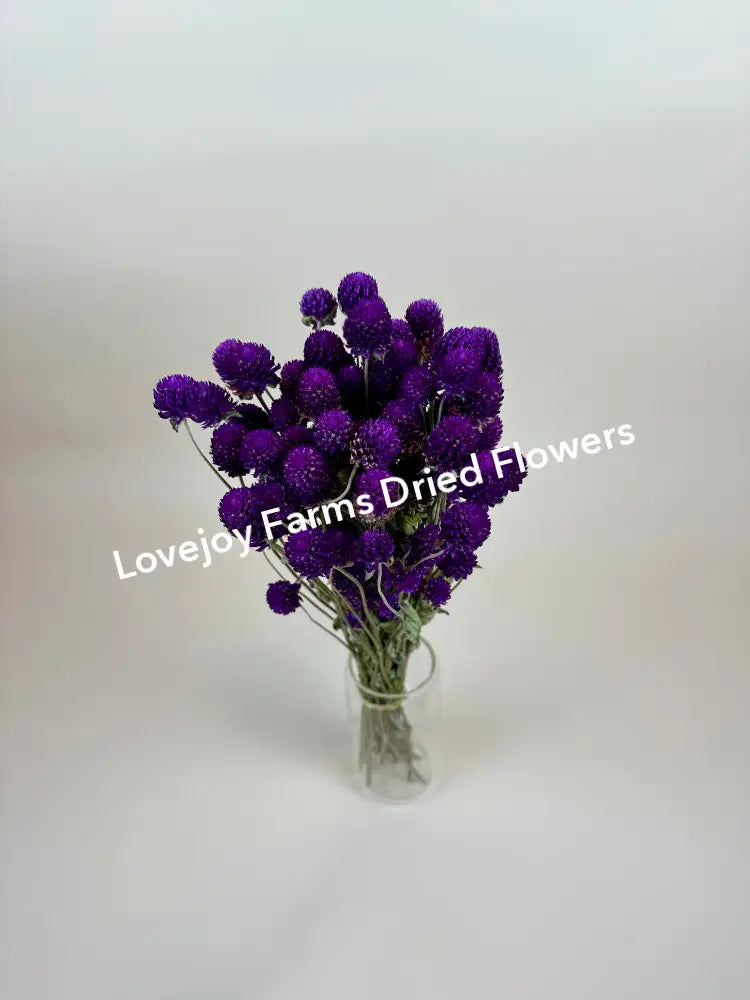 Dried Globe Amaranth (Purple) Dried Flowers