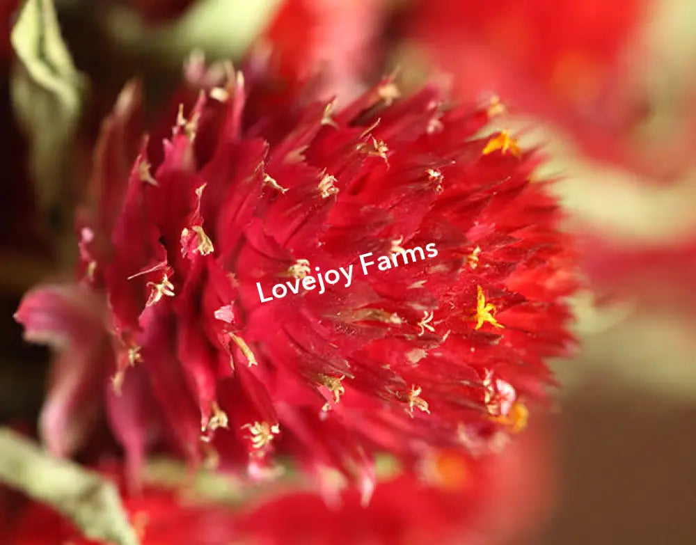 A detailed shot of a vibrant red Dried Globe Amaranth from Lovejoy Farms showcases its spiky petals and tiny yellow accents against a softly blurred background, perfect for adding vibrant colors to dried floral arrangements.