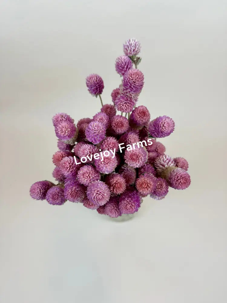 Dried Globe Amaranth (Rose Pink) Dried Flowers