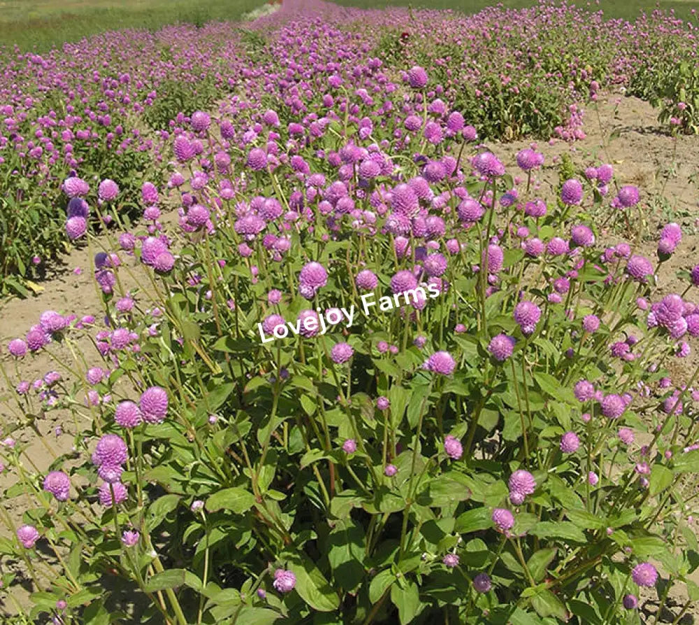 Dried Globe Amaranth (Rose Pink) Dried Flowers